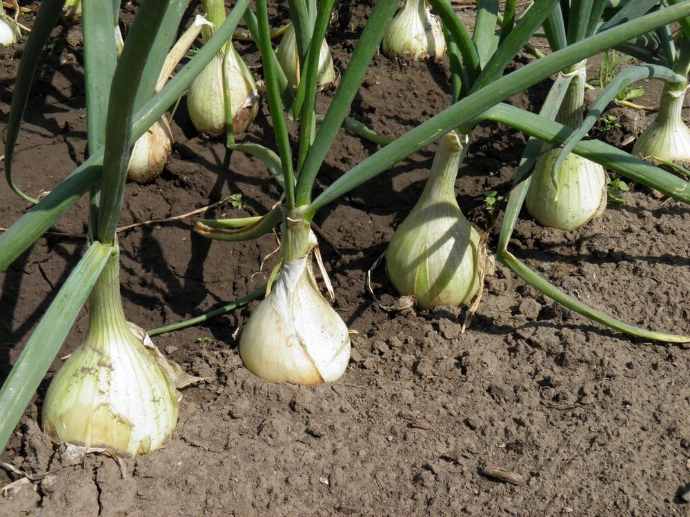 Лук-реп. Эксибишен  0,5г Мировые Семена VITA GREEN