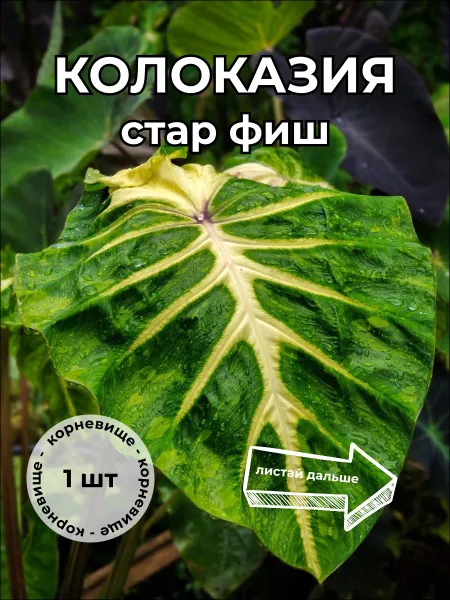 Колоказия Стар фиш Star fish корневище