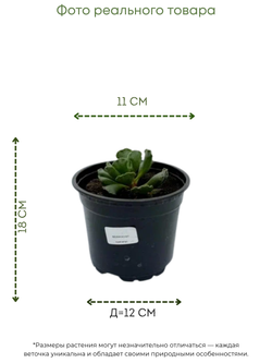 White Aesthetic Indoor Plant Sale Instagram Story