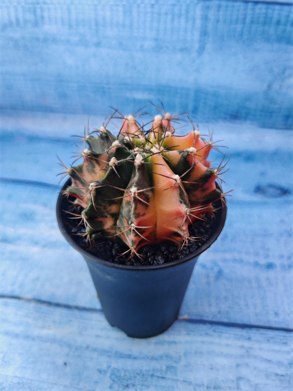 Gymnocalycium Variegata (Гимнокалициум Вариегатный)