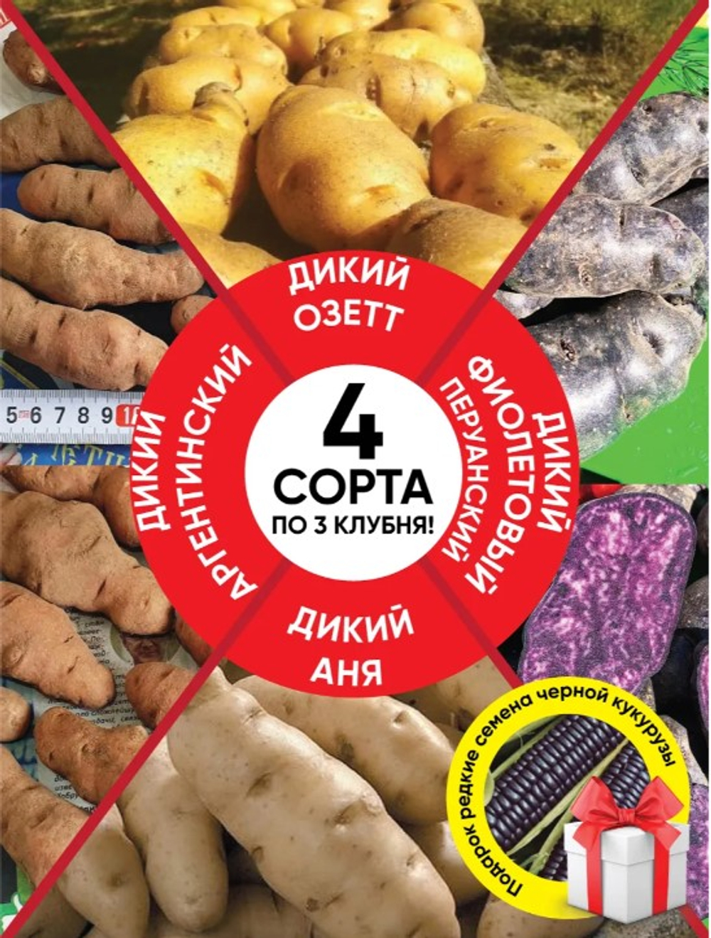 Дикий картофель, 4 сорта