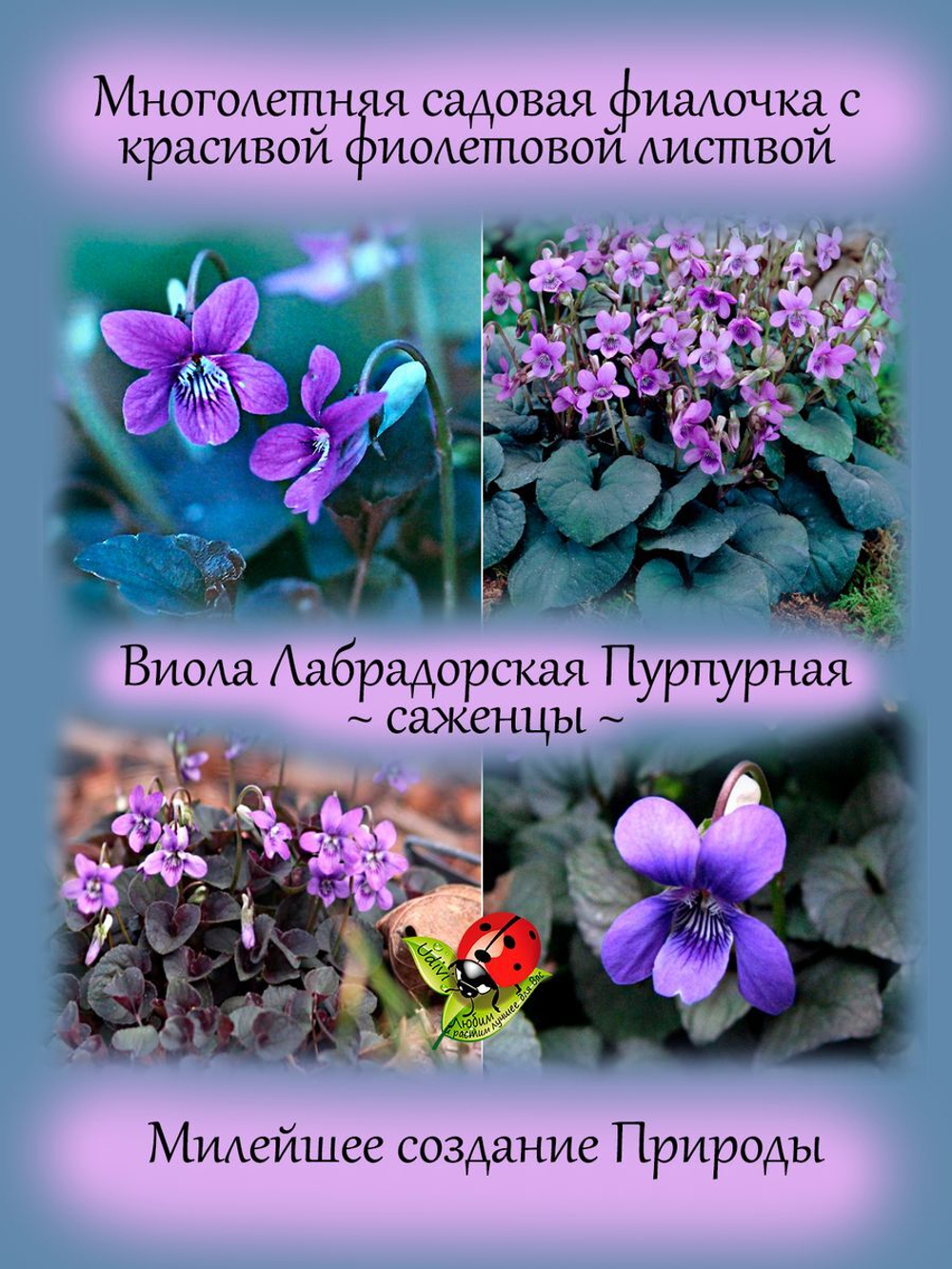Виола Лабрадорская Пурпурная многолетняя