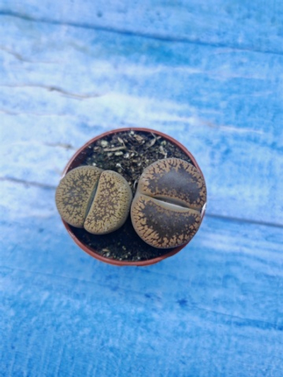 Lithops sp. (Литопсы)