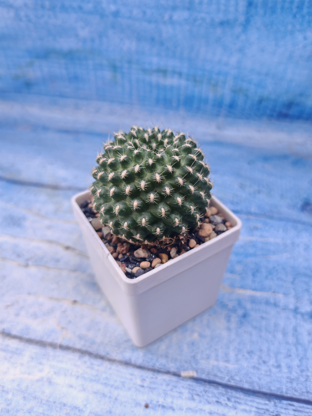 Rebutia Marsoneri (Ребуция)