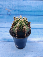 Gymnocalycium T-Rex Pink hybride (Гимнокалициум T-rex)