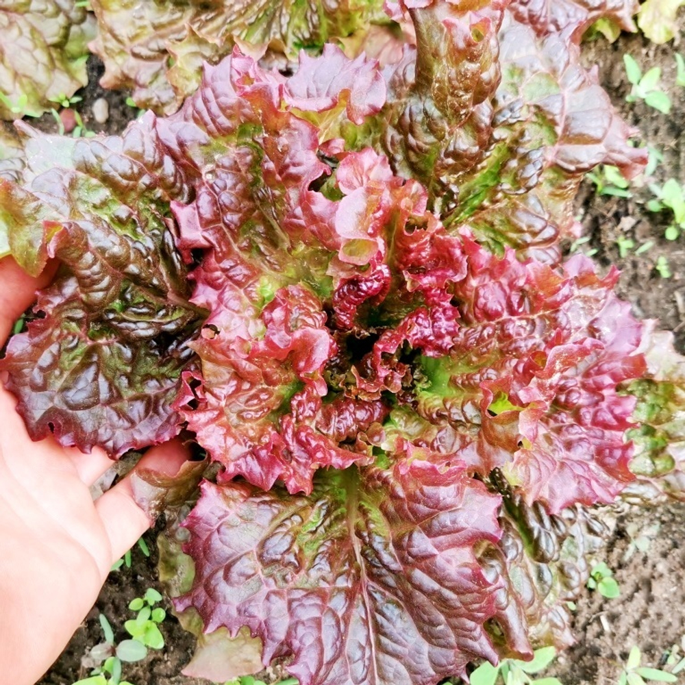 Салат Праздничный - Lettuce Holiday