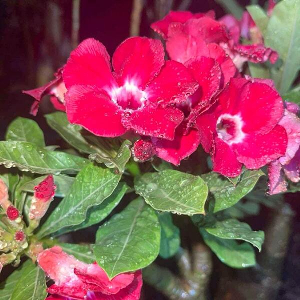 Адениум RUBY RED