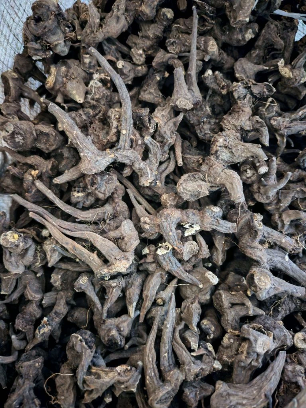 Аконит джунгарский корень Киргизия