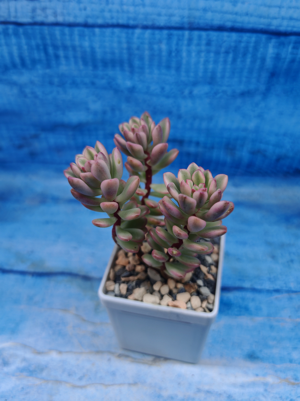 Sedum Alice variagate (Седум)
