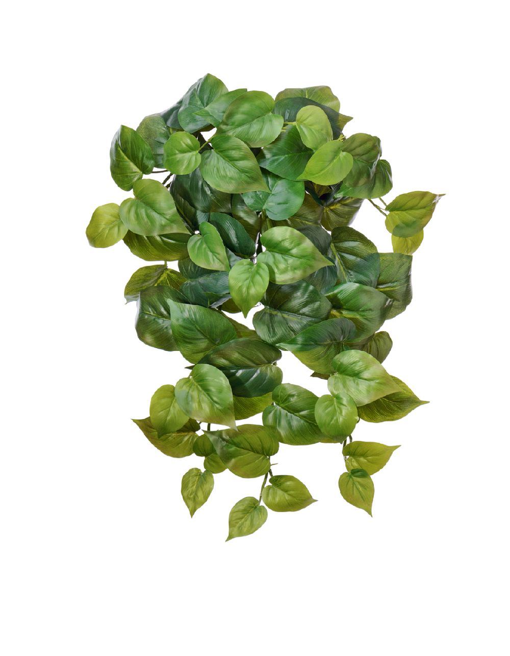 Филодендрон крупнолистный ампельный средний 45 см (Sensitive Botanic) (66 листов) 6/24 20.1381M