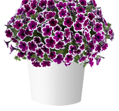 32487 Петуния CAPELLA RIM RASPBERRY - горшок 0,5л(P9)