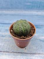 Euphoria Obesa (Эуфорбия)