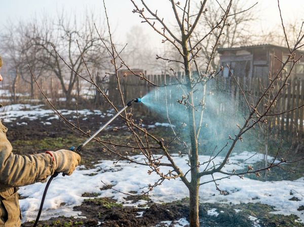 🌿 Медный купорос весной: не торопитесь, но и не проспите! 🌿 Медный купорос весной: не торопитесь, но и не проспите!