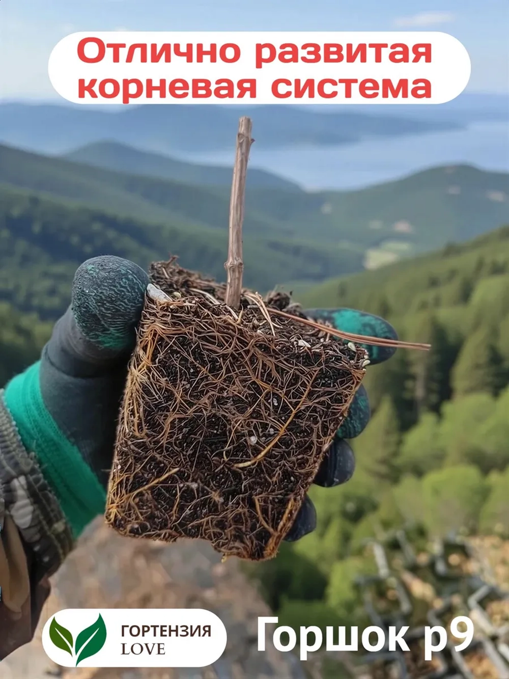 Сандей Фрайз гортензия метельчатая