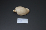 Ракушка Маргинелла гигас, 7см, 1шт
