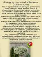 Алиссум вегетативный Шампань