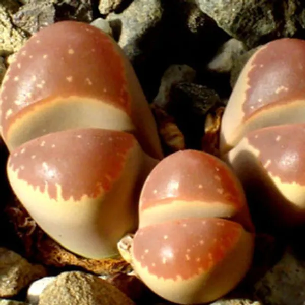 Литопс (Lithops Olivacea var. Nebrownii) Живые камни семена 4 шт