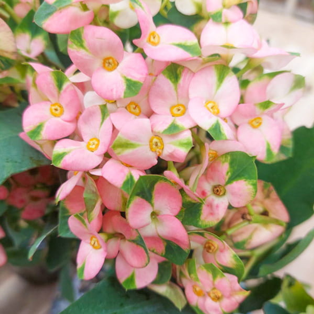 Эуфорбия Миля PINK BUTTERFLY (71)
