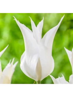 Тюльпан,луковицы BALLADE WHITE лилиецветные (4 штуки )