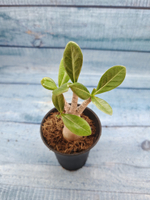 Adenium Baobab (Адениум)