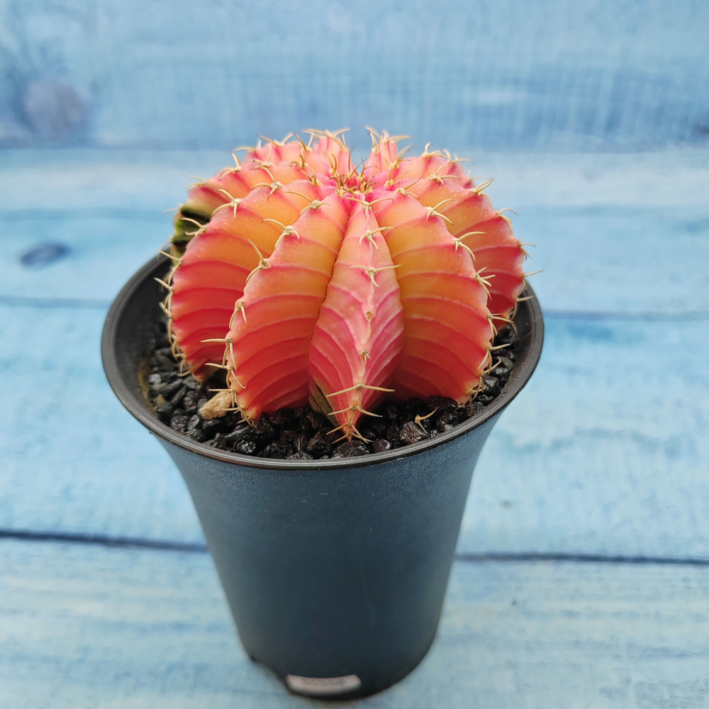 Gymnocalycium Variegata (Гимнокалициум Вариегатный)
