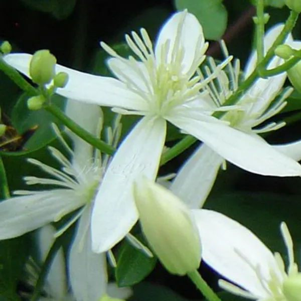 Clematis (Клематис Белый) семена