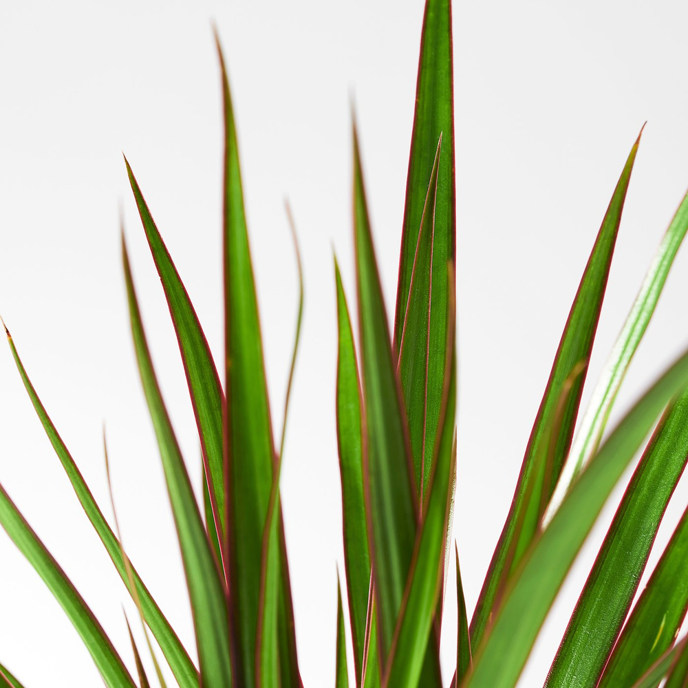 IKEA DRACAENA MARGINATA  (ИКЕА ДРАСАЕНА МАРГИНАТА)  -  Комнатное растение - драцена окаймлённая 9 см