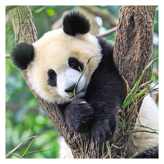 Puzzle Wildlife 3x49pc
