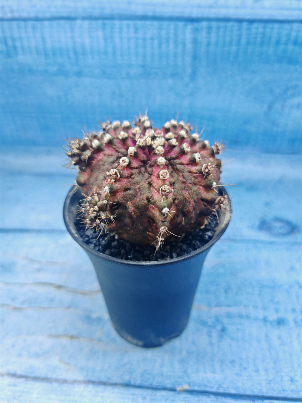 Gymnocalycium T-Rex Pink hybrid (Гимнокалициум)
