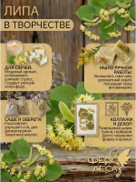 Цвет липы с листом для чая
