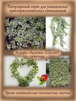 Хедера Ледник Плющ Глечер вариегатный