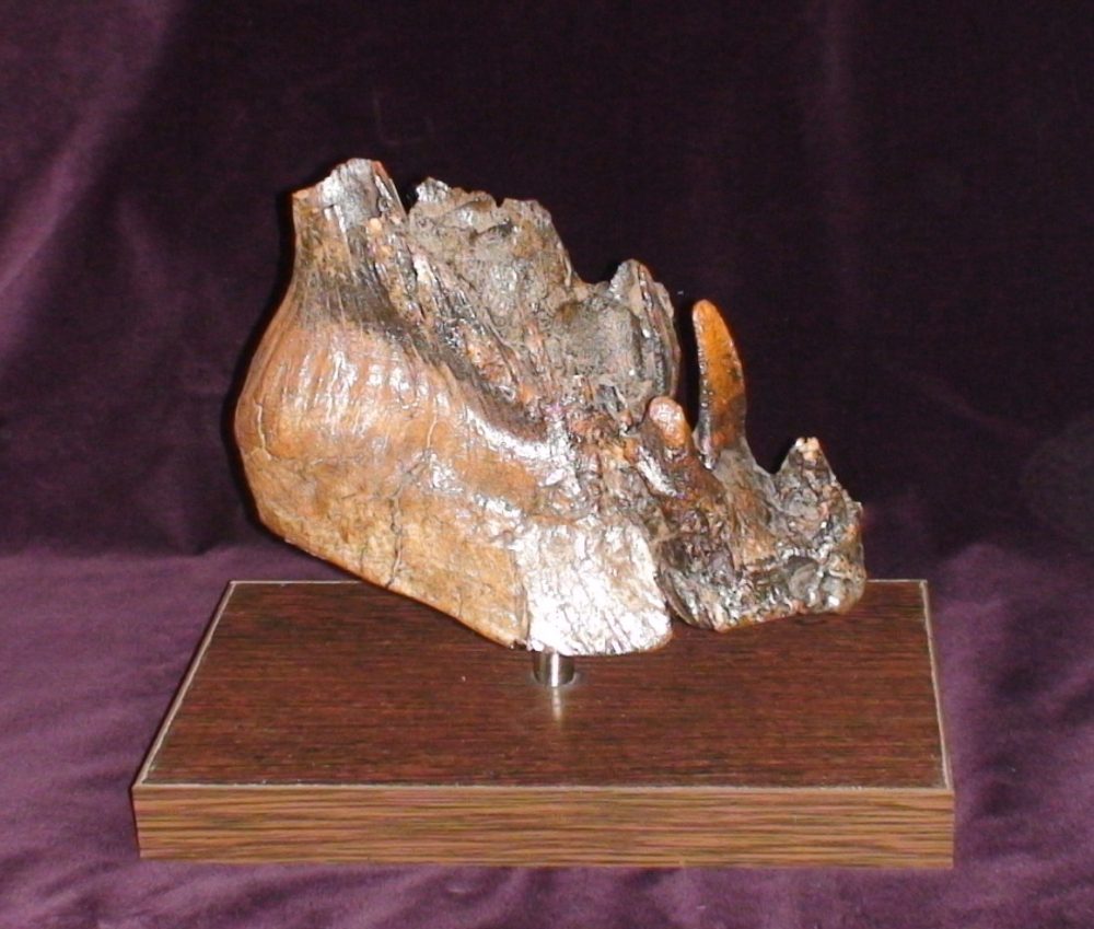 Зуб мамонта (Fossil mammoth tooth)