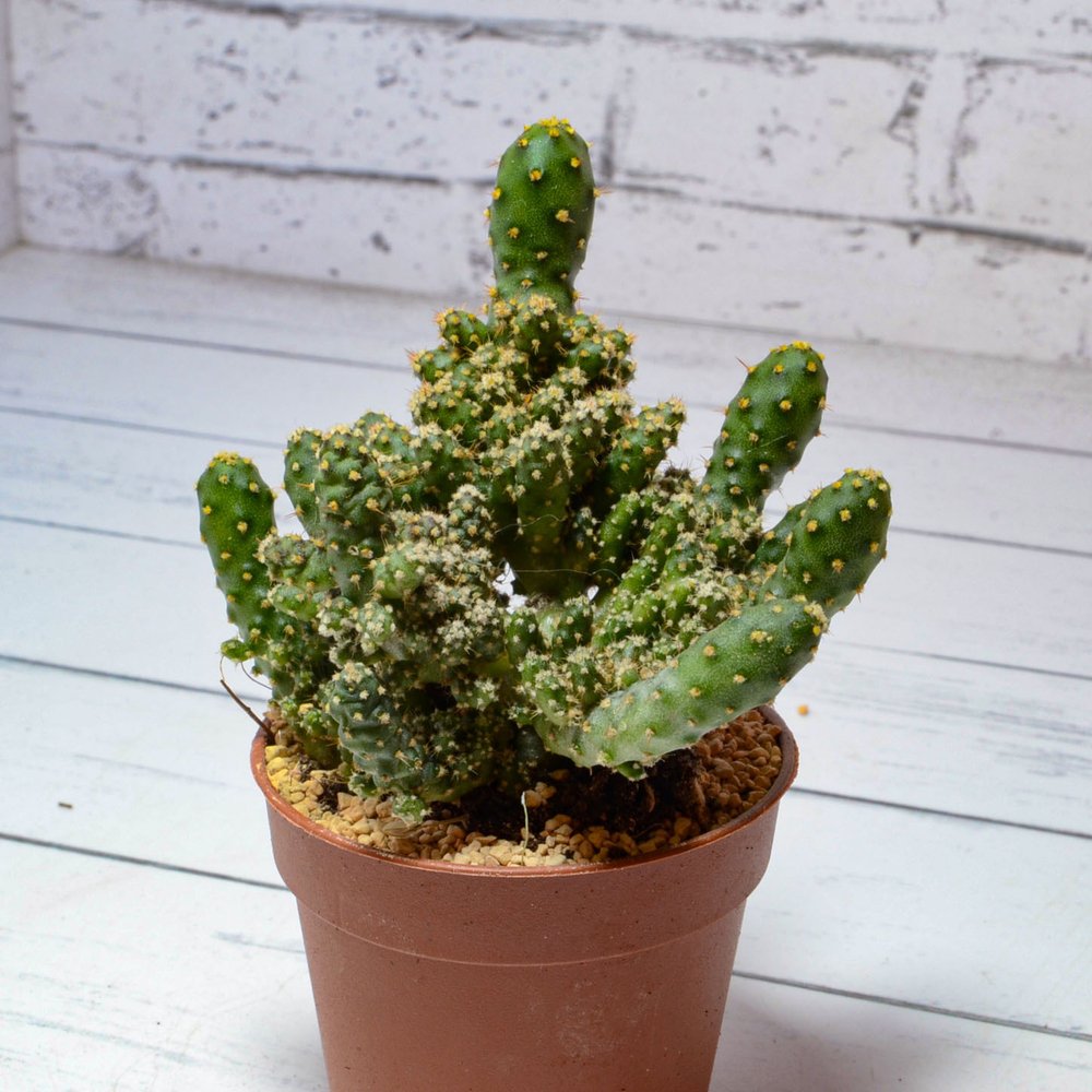 Opuntia Tuna (Опунция)