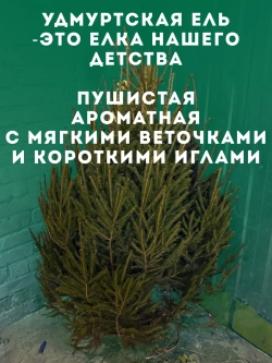 Ель новогодняя живая срубленая