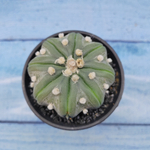 Astrophytum Asterias (Астрофитум)