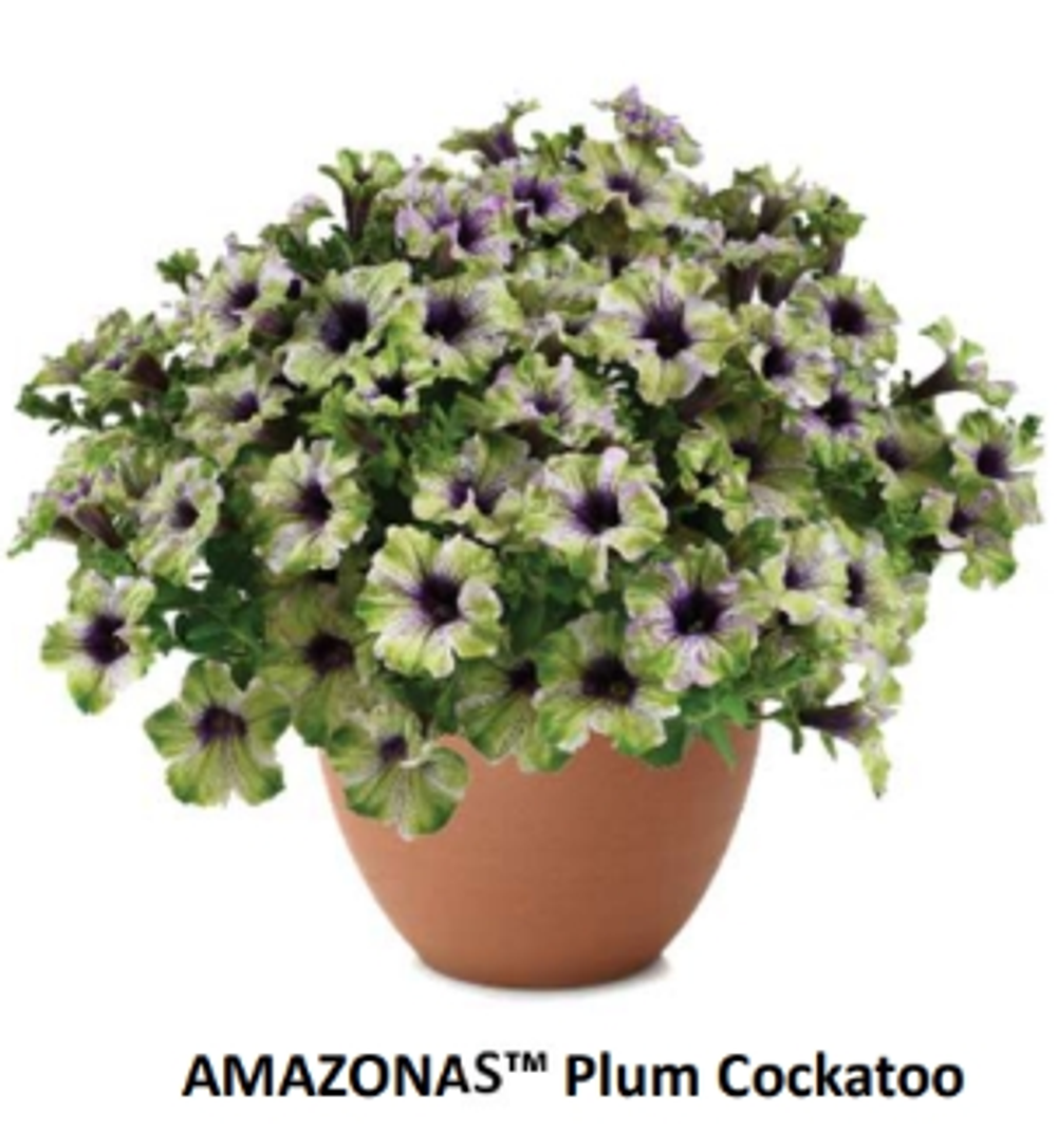 ЕВРО Петуния AMAZONAS Plum Cockatoo ЕВРО укоренный черенок МАРТ поставка 22