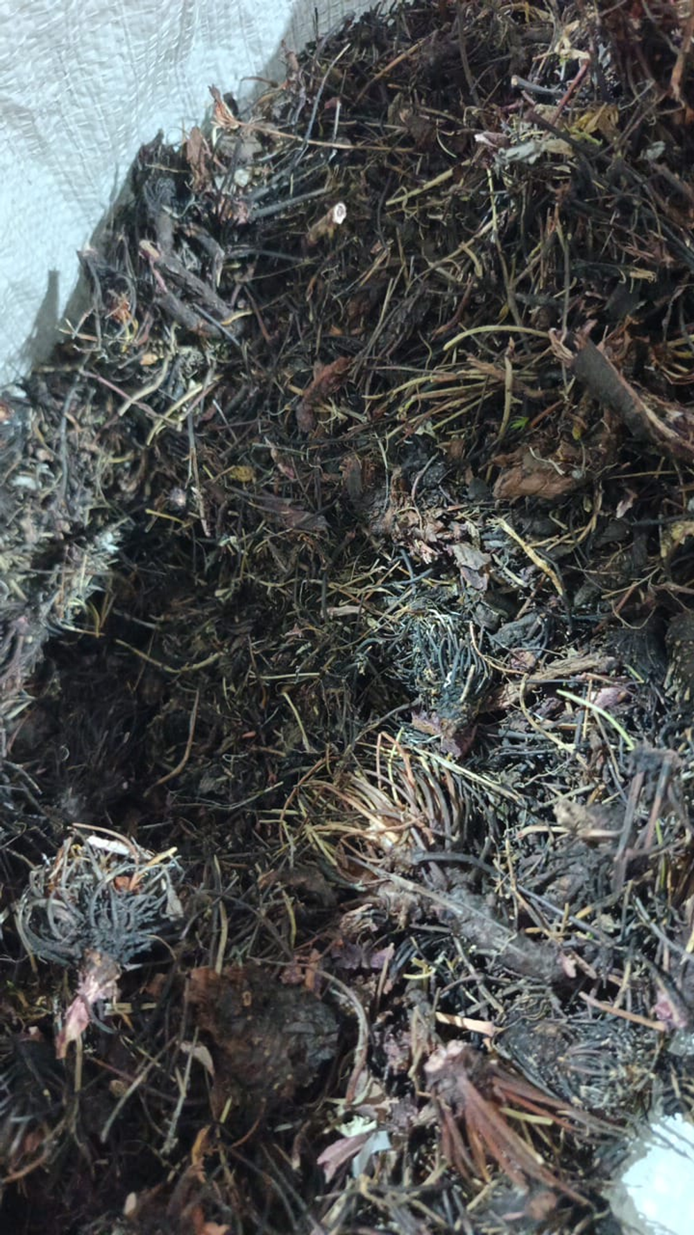 Родиола четырехчленная (Красная щётка)