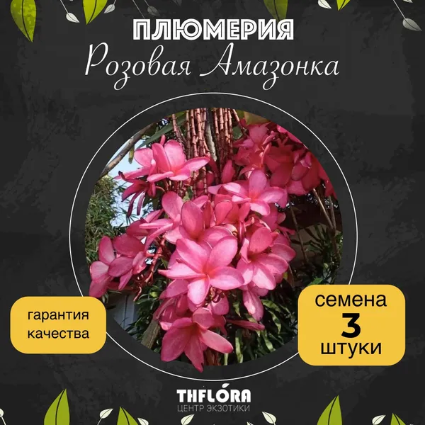 Плюмерия "Розовая Амазонка" семена 3 штуки