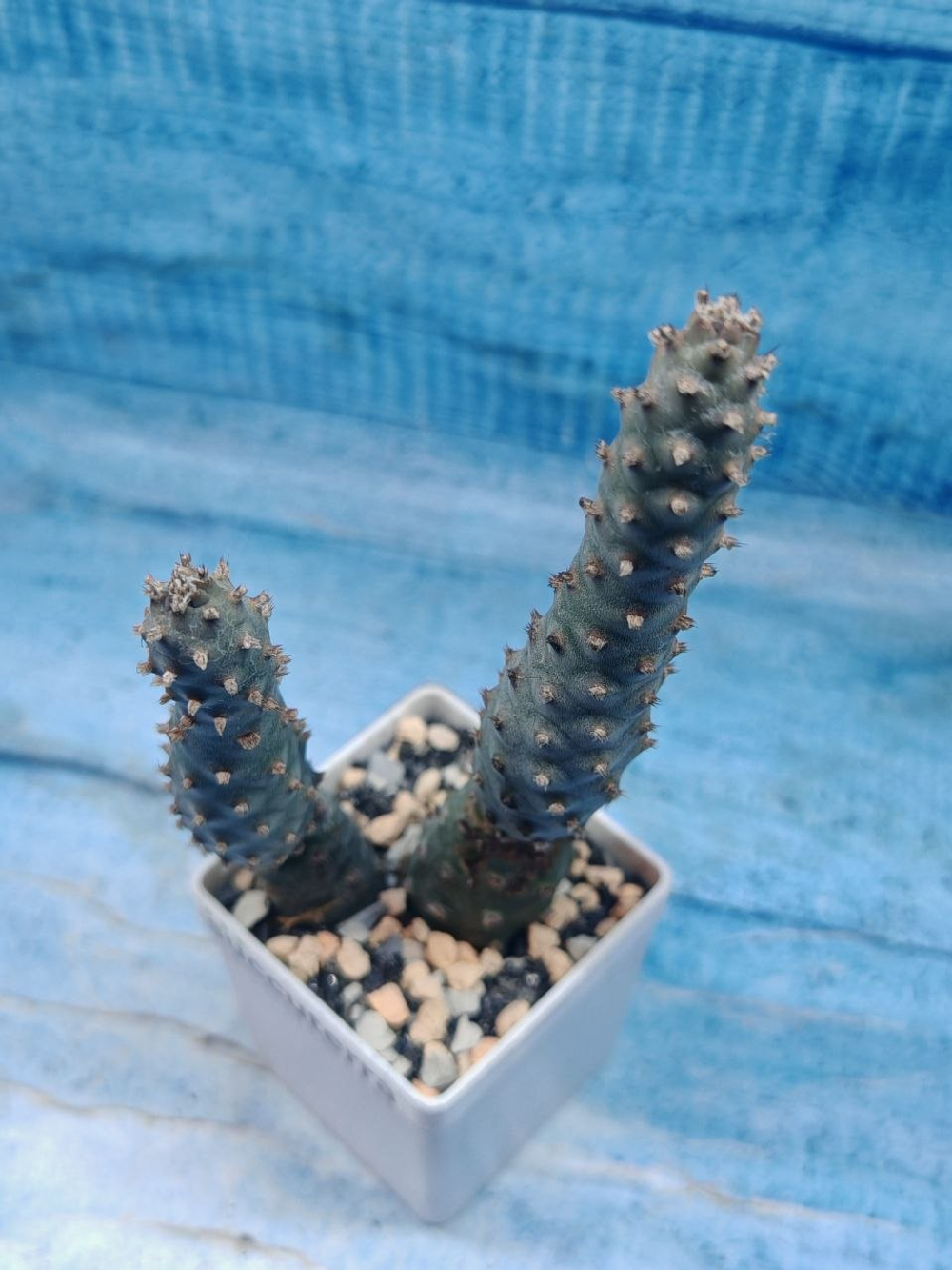 Tephrocactus Strobiliformis (Тефрокактус)