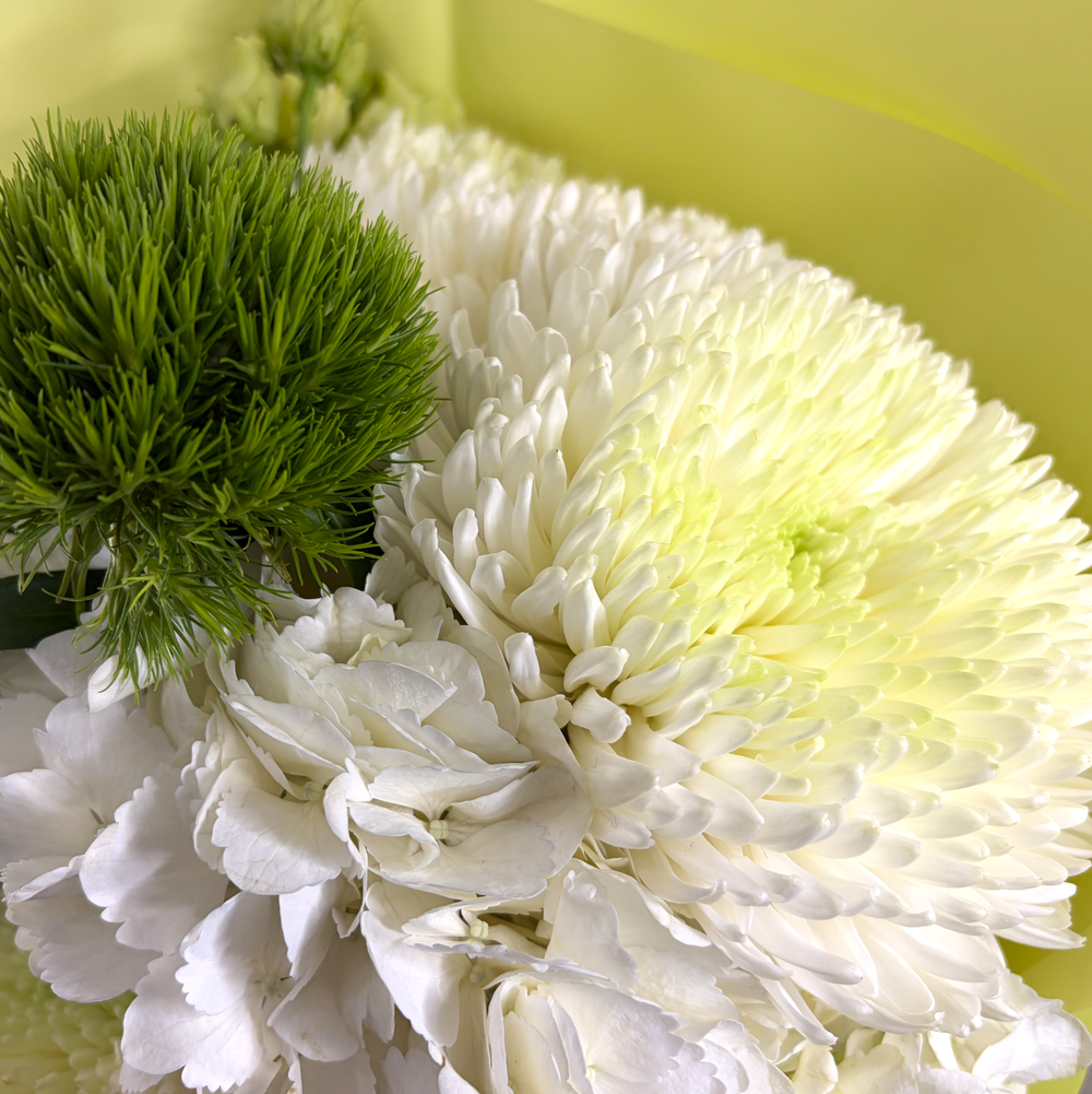 Хризантемы и гортензии Lime and White