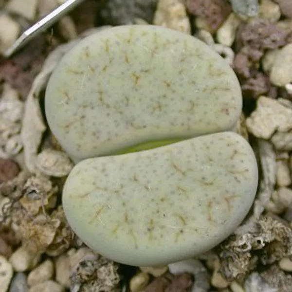 Литопс (C306 Lithops pseudotruncatella ssp. archerae) живые камни семена