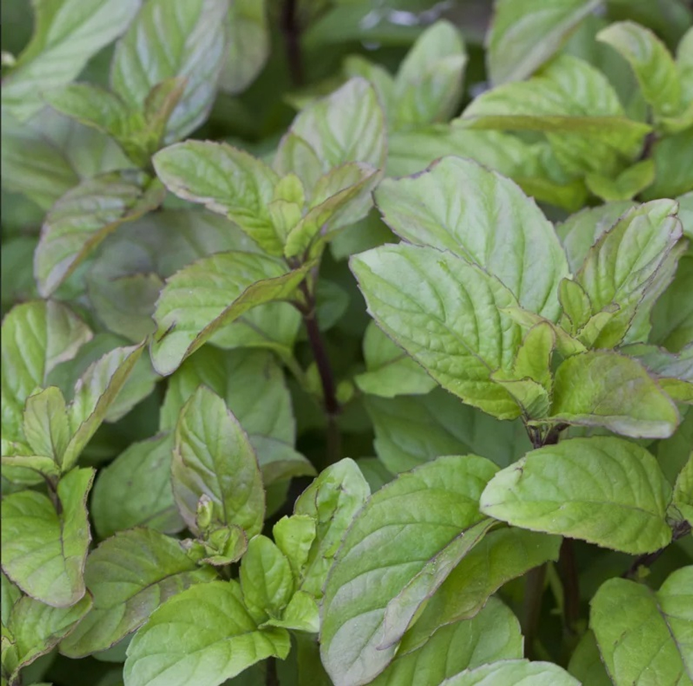 Мята апельсиновая "Гранада". Mentha piperita "Granada".