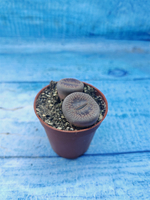 Lithops sp. (Литопсы)