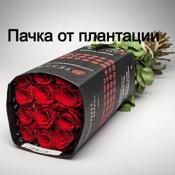 Роза сорт Freedom, 60 см, Эквадор