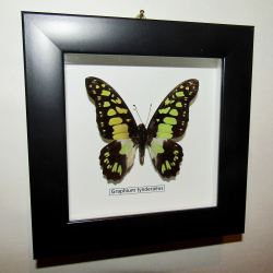 Бабочка Graphium tynderaeus в рамке