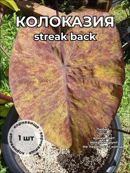 Колоказия Стрик Бэк Streak Back корневище