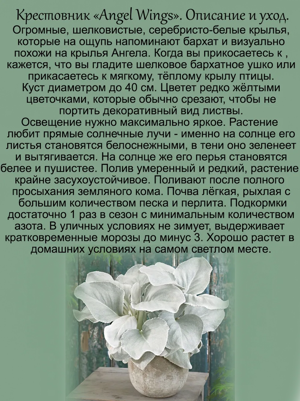 Крестовник Крылья Ангела