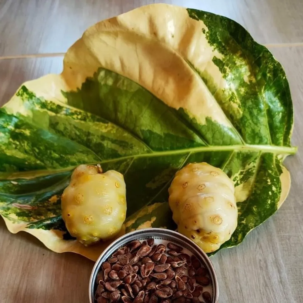 Нони вариегатная Моринда цитрусолистная Morinda citrifolia семена 2 шт