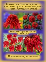 Эхинацея Горячая папайя Хот папайя