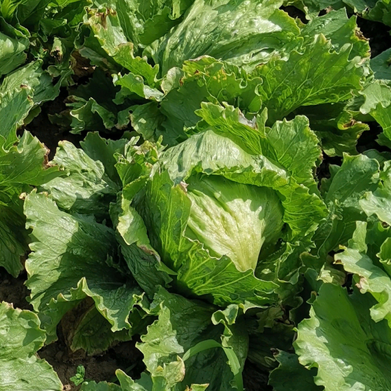 Айс Циркль семена салата айсберг (Syngenta / ALEXAGRO) культура – фото 2